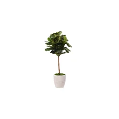 5.5' Fiddle Leaf Fig Tree in Round White Planter