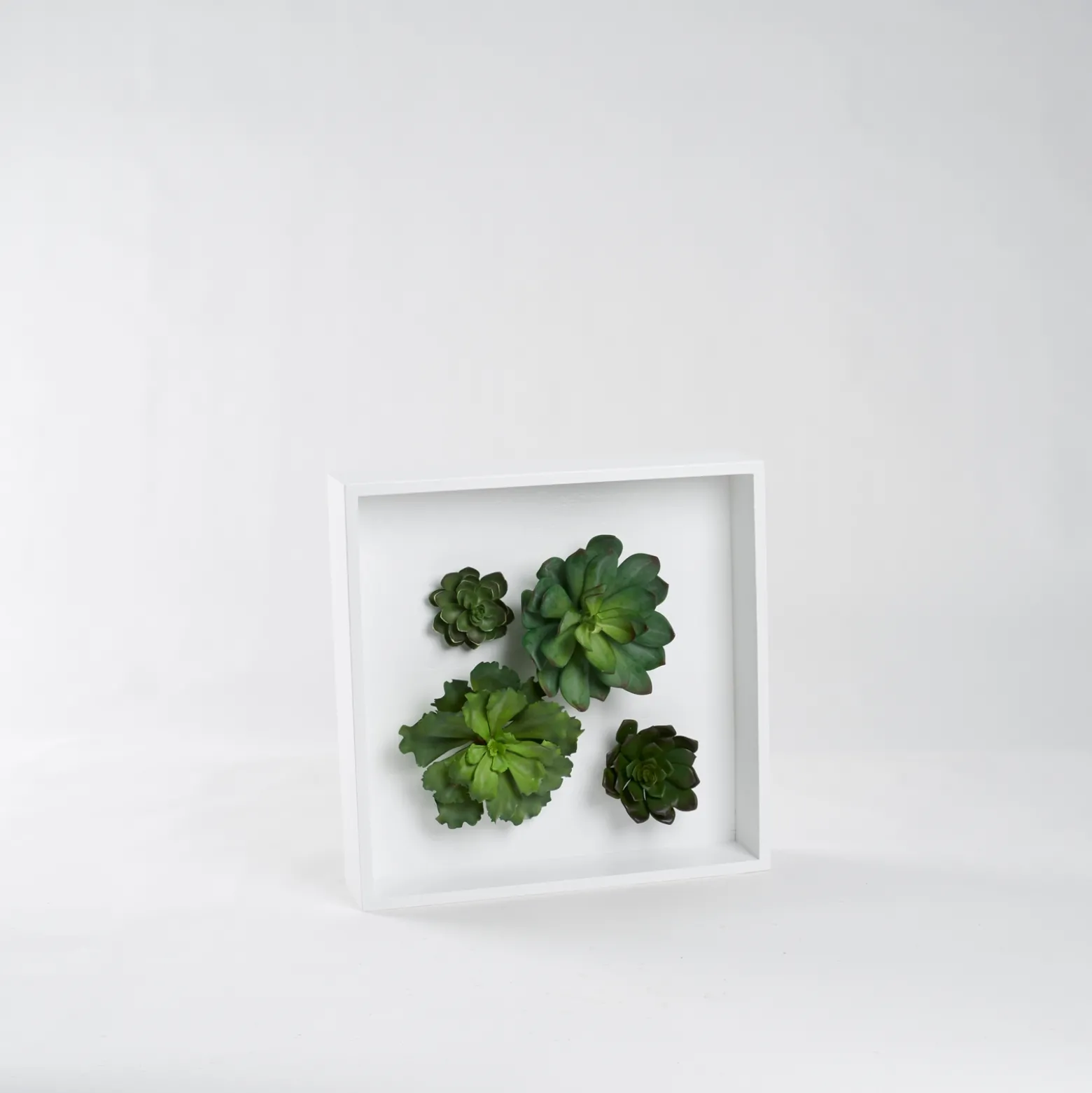 Assorted Echeveria in White Wood Square