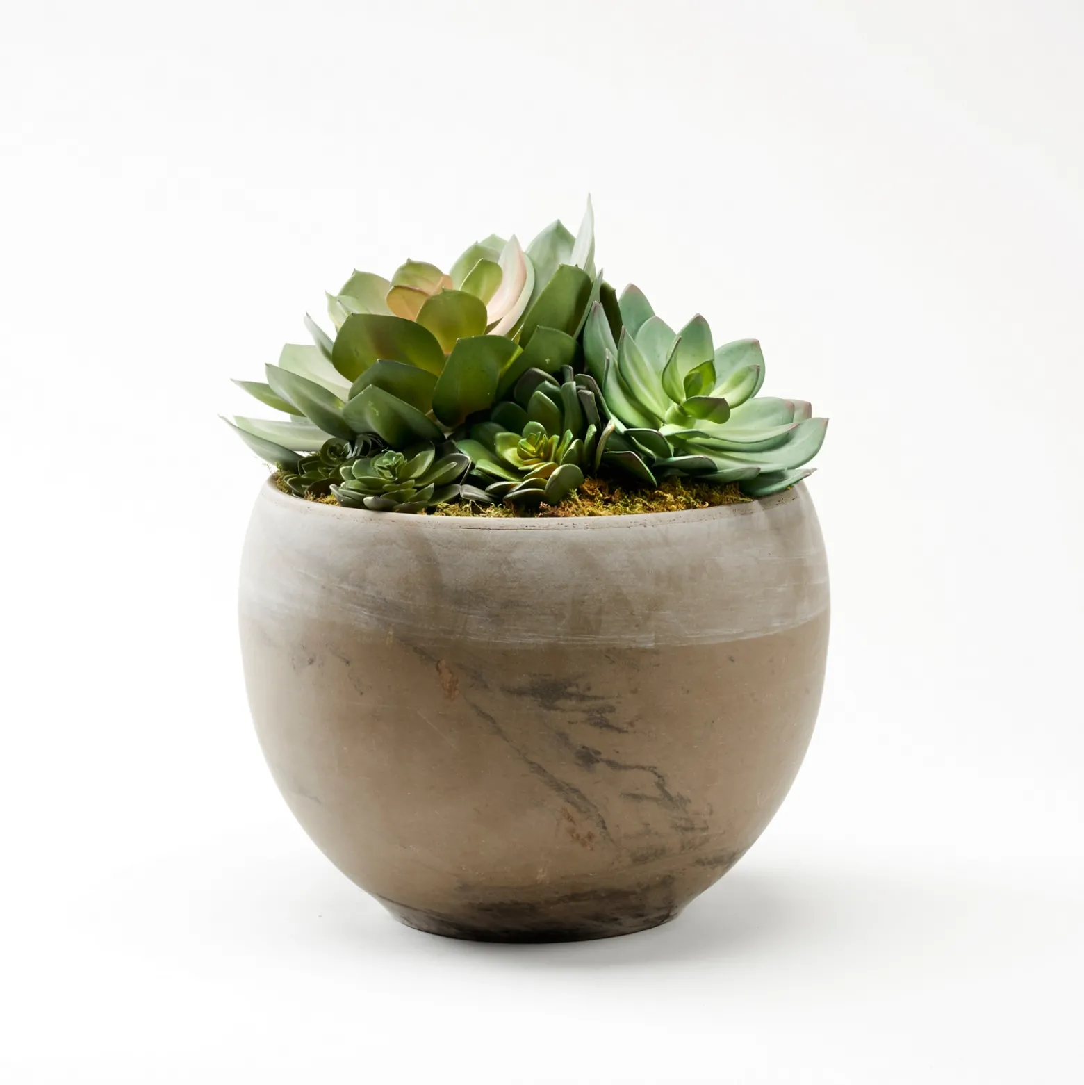 Assorted Echeverias in Round Brown Marble Planter