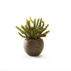 Donkey Tail in Round Brown Marble Planter