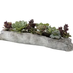 Driftwood Succulents
