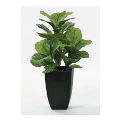 Fig Floor Plant in Black Pot
