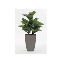 Fig Floor Plant in Gray Pot