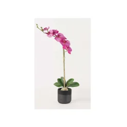Fuchsia Phalaenopsis Orchid - 29"
