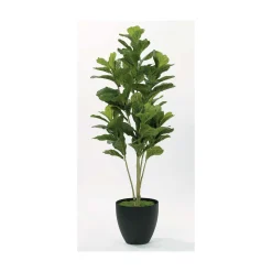 Modern Fig Floor Plant - 5 Ft.