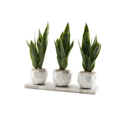 Sansevieria in White Geometric Planter on White Granite Slab