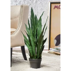 Sansevieria Plant in Nursery Pot