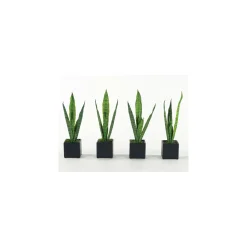 Sansevierias - Set of Four