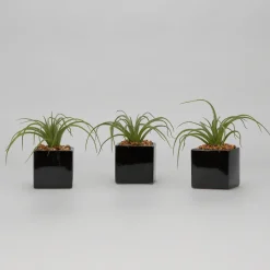 Set of 3 - Light Green Tillandsia in Black Ceramic Cube