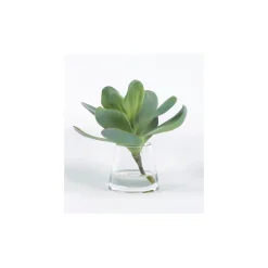 Single Kalanchoe Succulent - 10"