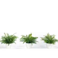Small Ferns - Set of Three