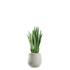 Snake Plant in White Etched Planter