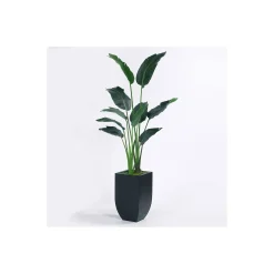 Travelers Palm - 6 Ft.