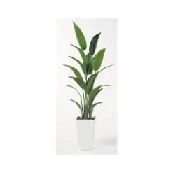 Traveler's Palm - 6.5 Ft.