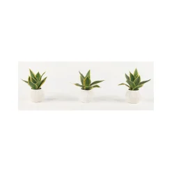 Variegated Sansevieria - Set of Three