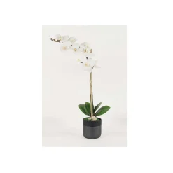White Phalaenopsis Orchid - 29"